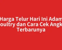 Harga Telur Hari Ini Adam Poultry dan Cara Cek Angka Terbarunya