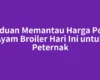Panduan Memantau Harga Posko Ayam Broiler Hari Ini untuk Peternak